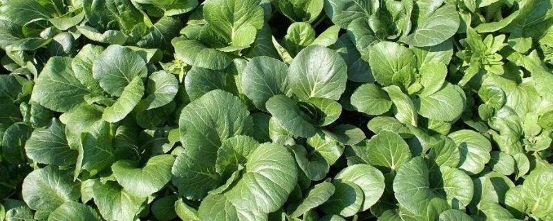 大白菜苗后专用除草剂,除草剂能打第二遍吗