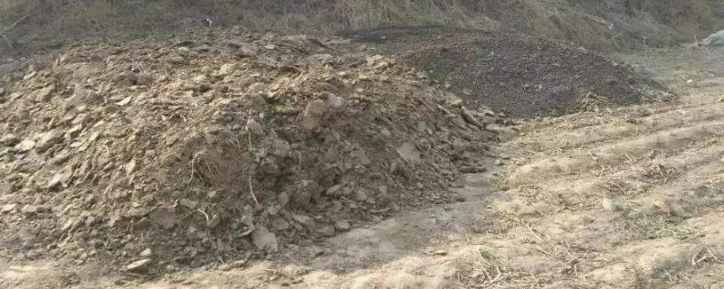 猫粪做肥料的危害,如何腐熟 猫粪可以施肥吗