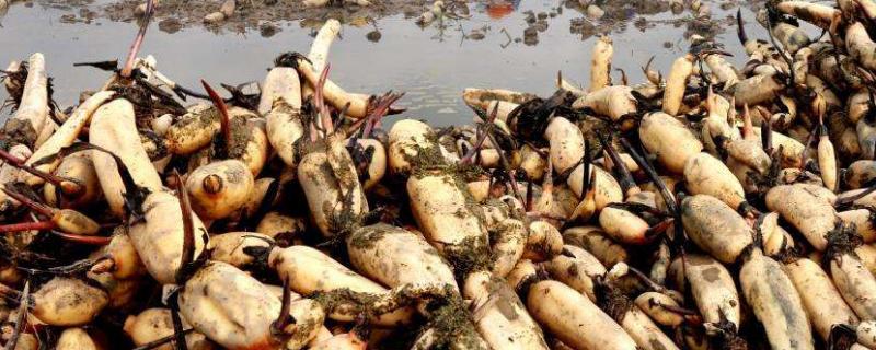 种莲藕一亩产量及收入是多少,成本需要多少