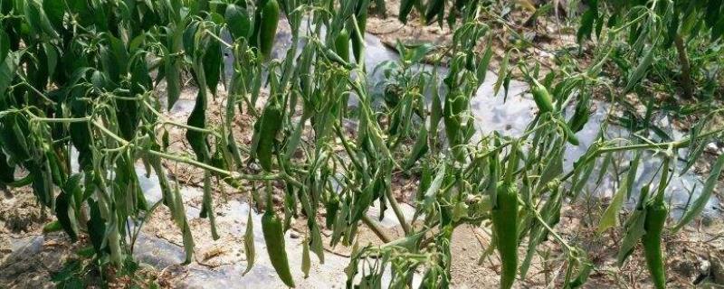 青枯病用几种药,有什么发病特征