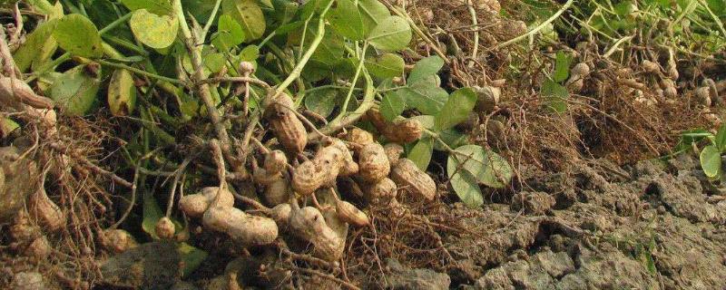 种花生的四个步骤,生长期多少天收获