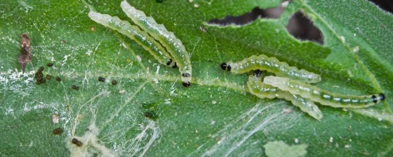 9080四氯虫酰胺有效期多长,杀什么虫 9080四氯虫酰胺的作用