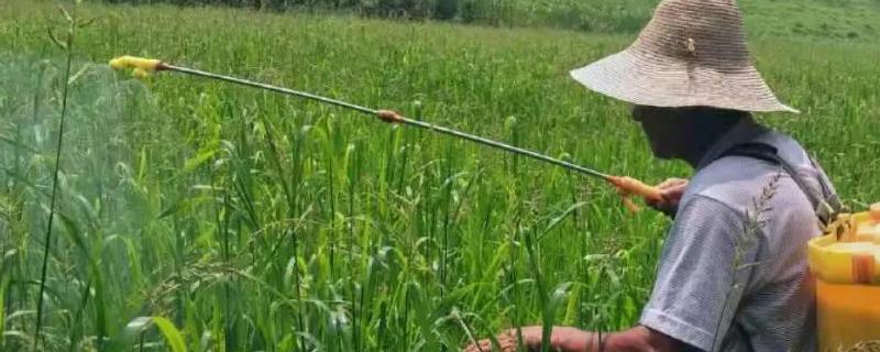 一般农药喷几天可以吃，药效有多久（农药喷上几小时起效?）