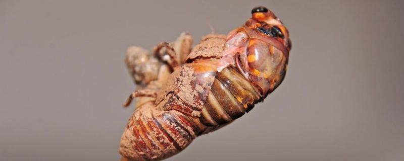 知了猴怎么种植，要在土里几年 知了猴怎样种植