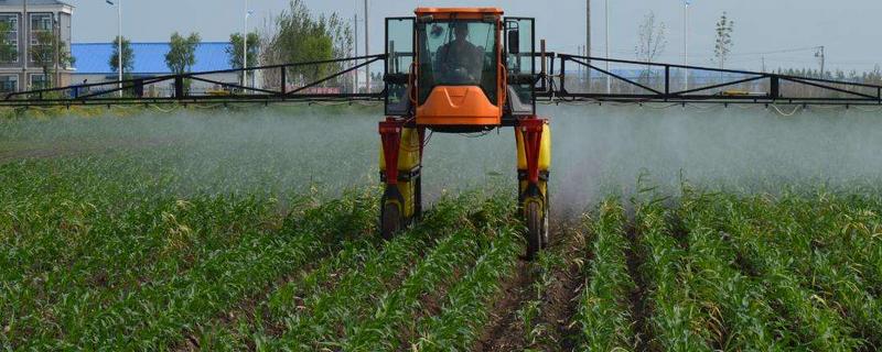 玉米控旺早上打药可以吗,打控旺药注意要点