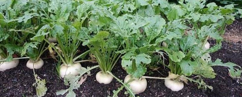 夏季适合种植什么蔬菜（夏天适合种哪些蔬菜）