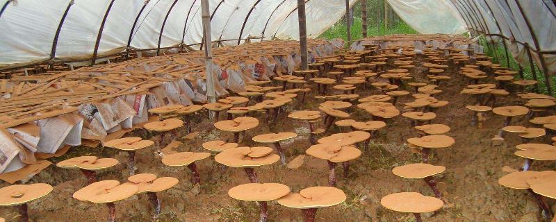 灵芝栽培技术 灵芝的种植方法栽培技术