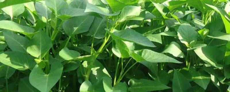 空心菜长在土里还是水里,附种植方法和时间