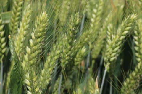 5个强筋小麦品种