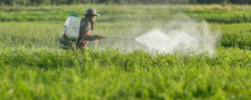 辛硫磷的作用和用途,主要杀什么虫(辛硫磷作用及使用方法)