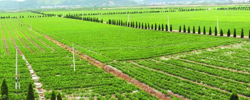 农业六大新技术,新型农业经营主体