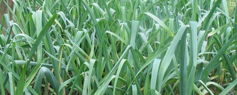 大蒜覆盖二膜技巧,一亩地能挣多少(大蒜盖二层地膜的适宜时间)