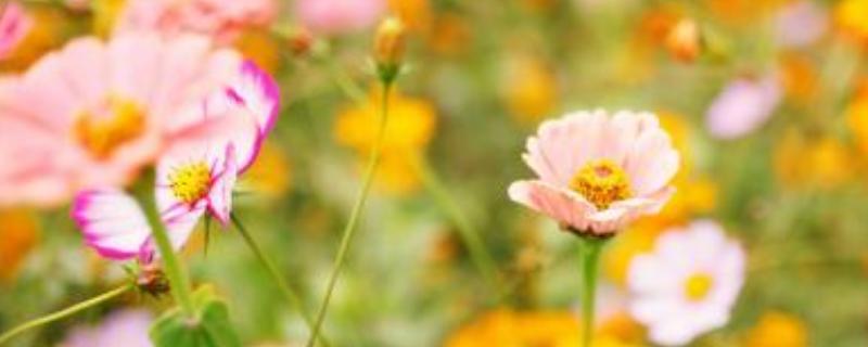 氮磷钾复合肥什么花都可以用吗,可以喷叶面吗