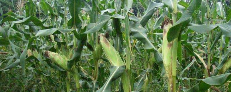 粘玉米的危害,什么时候种好