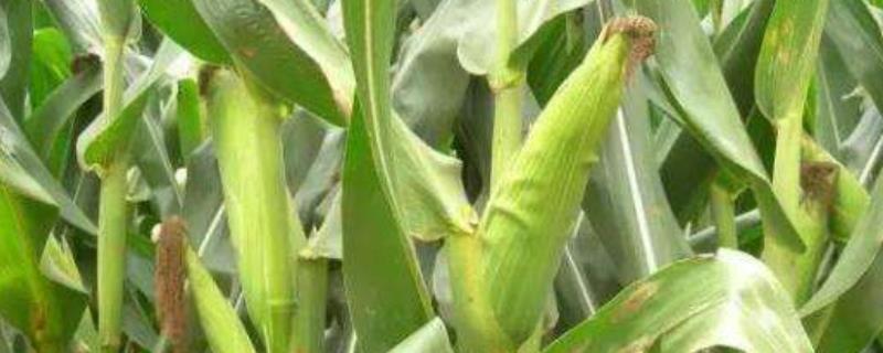 华美1号玉米种子介绍,栽培技术要点