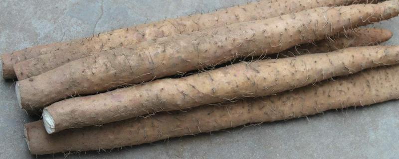 山药种植技术，为什么不能连续种（种山药的地为什么不能第二年继续种）