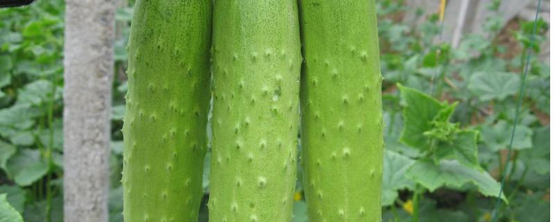 南方8月份适合种什么农作物 8月份南方种植什么农作物