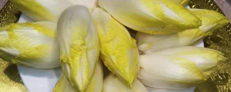 玉兰菜种植教程（玉兰菜种植方法和注意事项）