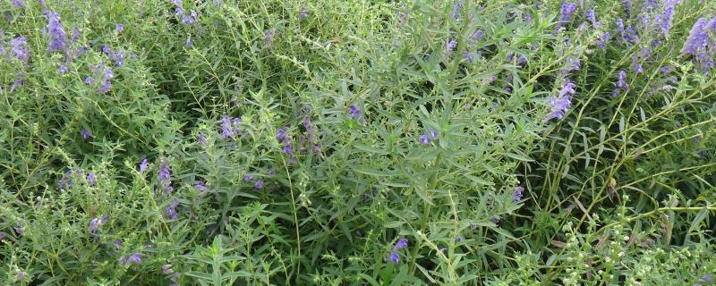 黄芩种植技术 黄芩种植技术与栽培管理