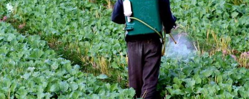 丁硫克百威治什么虫,作用及使用方法