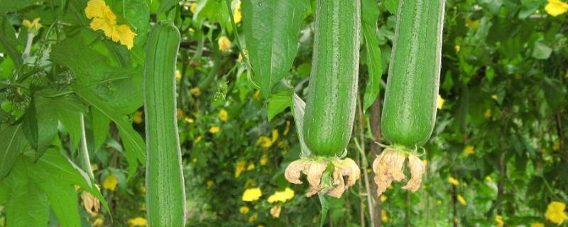 七八月份适合种什么农作物 七八月份适合种植的农作物