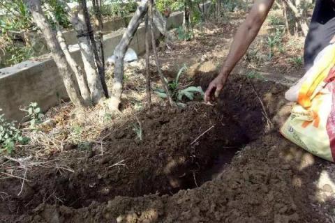 果树肥料的种类及作用