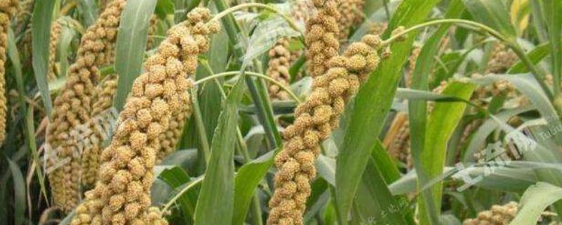 谷子的生物学特性，品种有哪些 谷子的生长特性