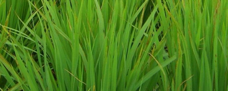 如何育稻苗，稻苗怕冻吗 稻子苗怎么育