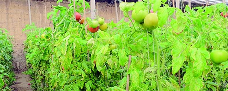 噻唑磷水剂使用有禁忌，使用方法（噻唑磷水剂使用有禁忌,使用方法吗）