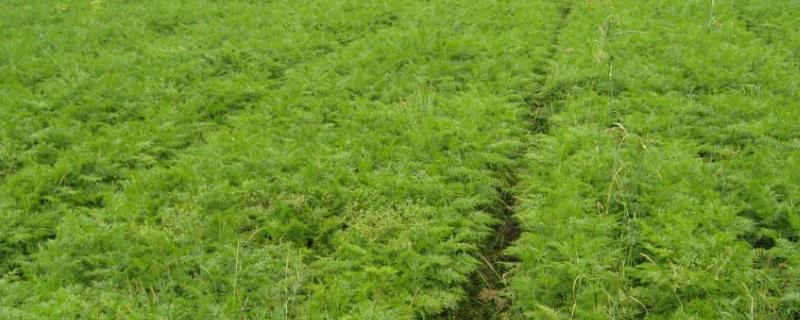 种植什么药材时间短收益快,北方适合药材种植品种