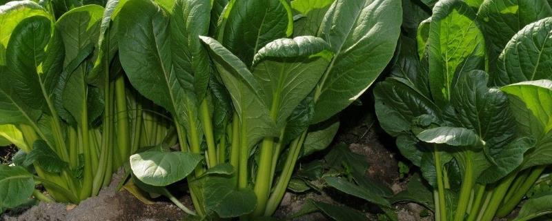菠菜播种时间和方法 菠菜的种植时间