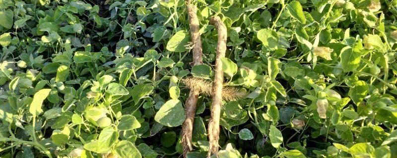 党参种植技术及亩收益,几年可以收获