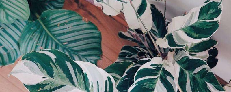 油画竹芋怎么养,用什么肥料好