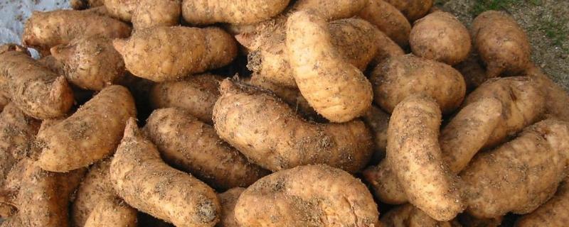 种植天麻怎样培养菌棒,怎么杀杂菌 天麻菌材培养方法