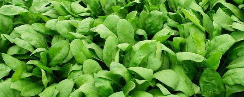 菠菜生长的适宜温度是多少?，一亩地需要多少种子