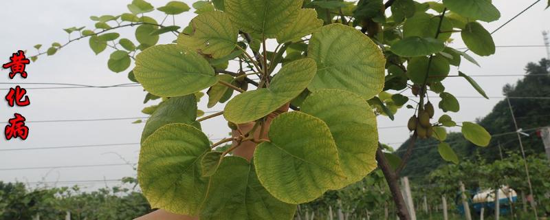 猕猴桃黄化用什么药,如何预防黄化药 猕猴桃黄化用什么药,如何预防黄化药残留