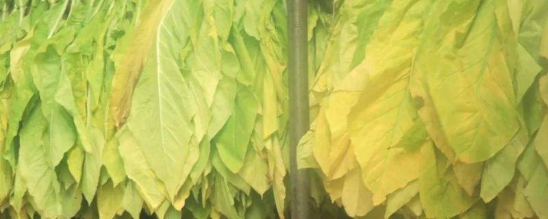 下部烟叶烘烤技术要点,烘烤的方法有哪几种