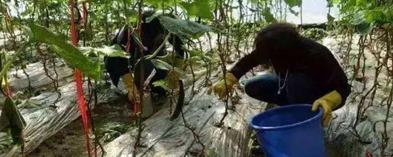 辛硫磷灌根的正确方法,稀释多少倍