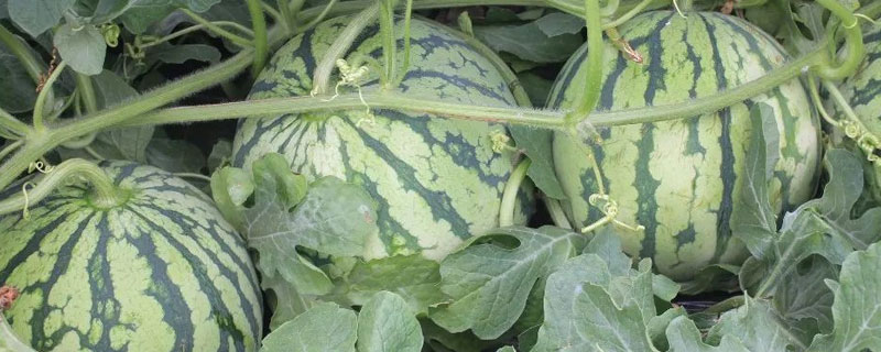 西瓜细菌性果斑病，症状原因及防治方法