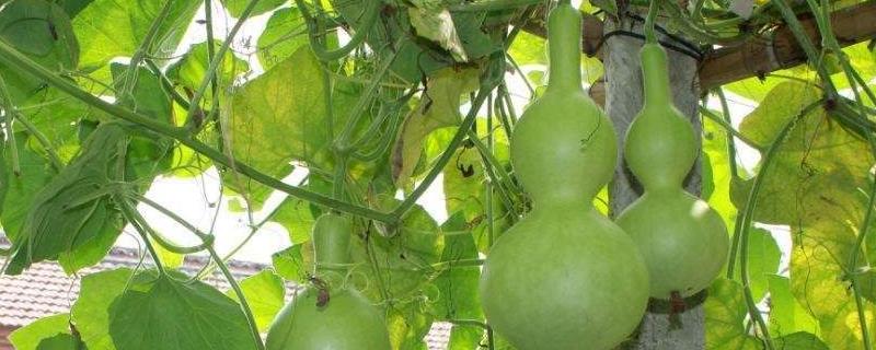葫芦施肥施什么肥，多久施一次肥（葫芦施肥多长时间施一次）
