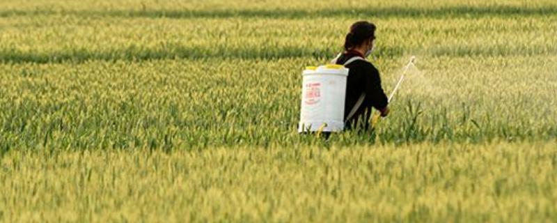 甲霜霜脲氰能治什么病，可以喷雾吗（甲霜霜霉威主治哪些病害）