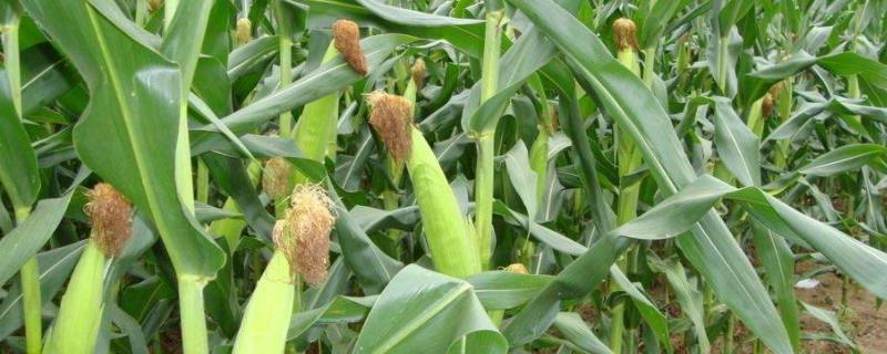 春天播种的农作物 春天播种的农作物幼儿园