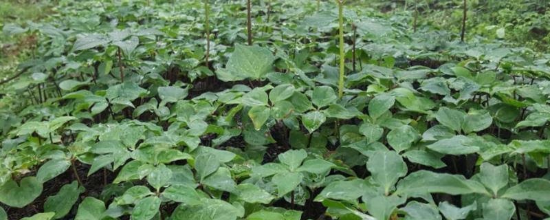 重楼种植技术与栽培管理,种植几年可以收获?市场前景如何