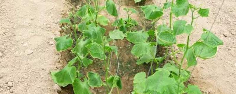 施肥烧根(施肥烧根 几天可以看出来)