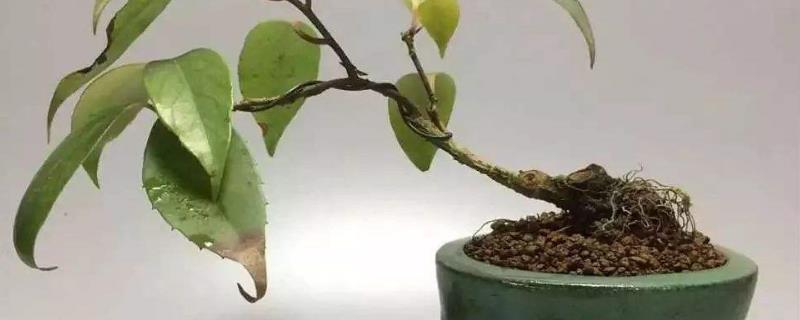 五味子盆景怎么养（五味子盆景养护）