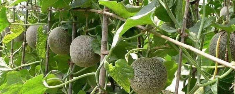 哈蜜瓜怎么种植两广可以种植吗