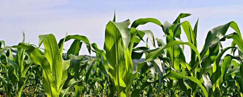玉米打控旺的最佳时间和高度,用什么药比较好
