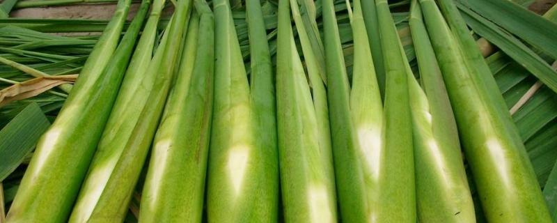 练塘茭白上市时间，如何科学种植（练塘茭白被授予中国名牌农产品称号）