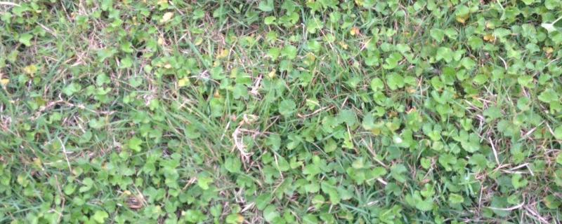 大豆除草剂豆杰说明，多少钱一包 大豆苗后除草剂豆杰