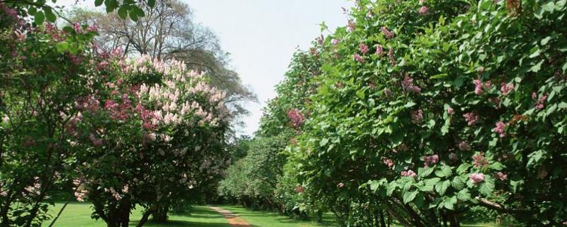 磷酸二铵多久起效果,是什么肥料 磷酸二铵的肥效是多长时间